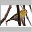 Carduelis spinus - Erlenzeisig m05.jpg